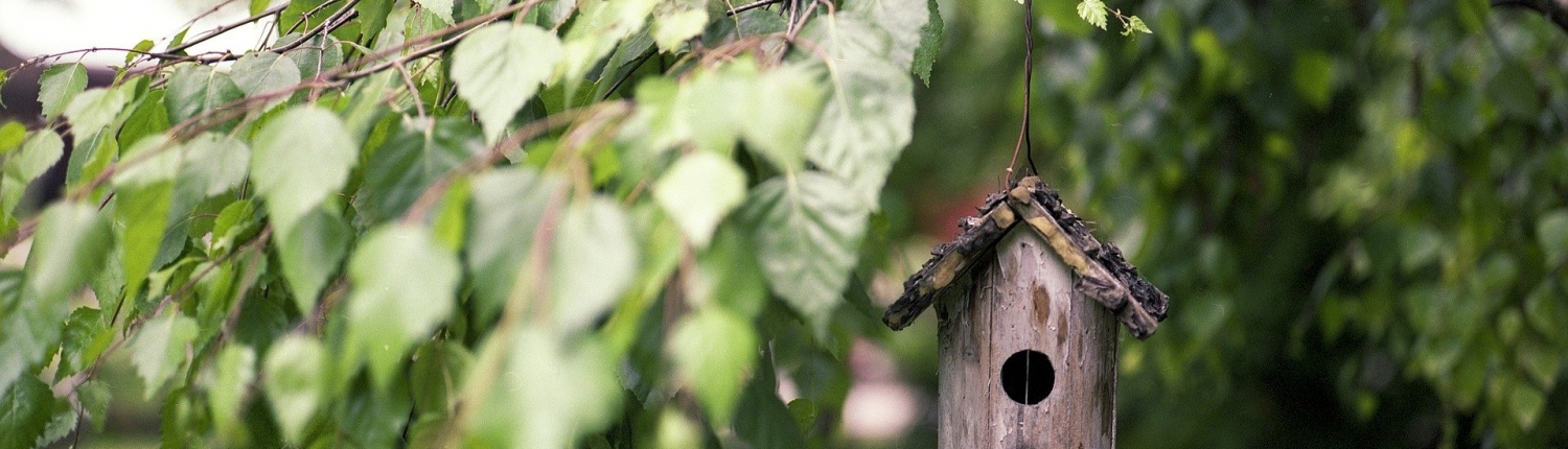 bird feeder in tree