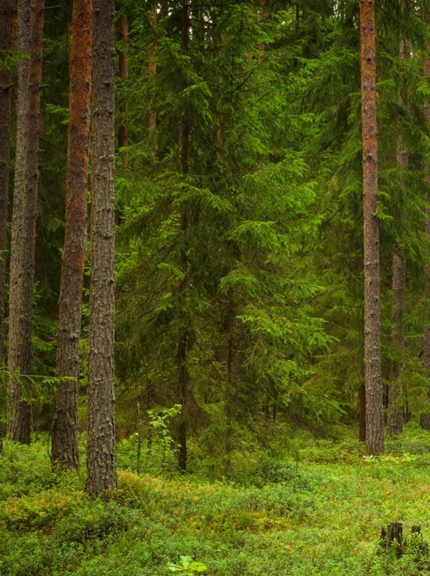 BorealForsest1_Bio4Energy©2022 Boreal forest. Bio4Energy ©2022.