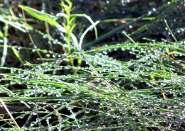 Grass after a summer rain in northern Sweden. Photo by Anna Strom ©2022.