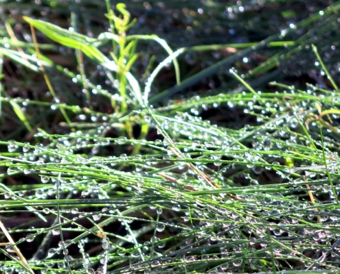 Grass after a summer rain in northern Sweden. Photo by Anna Strom ©2022.