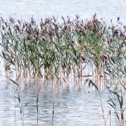 Photo by Anna Strom ©2022.