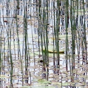 Photo by AnnaStrom ©2022.