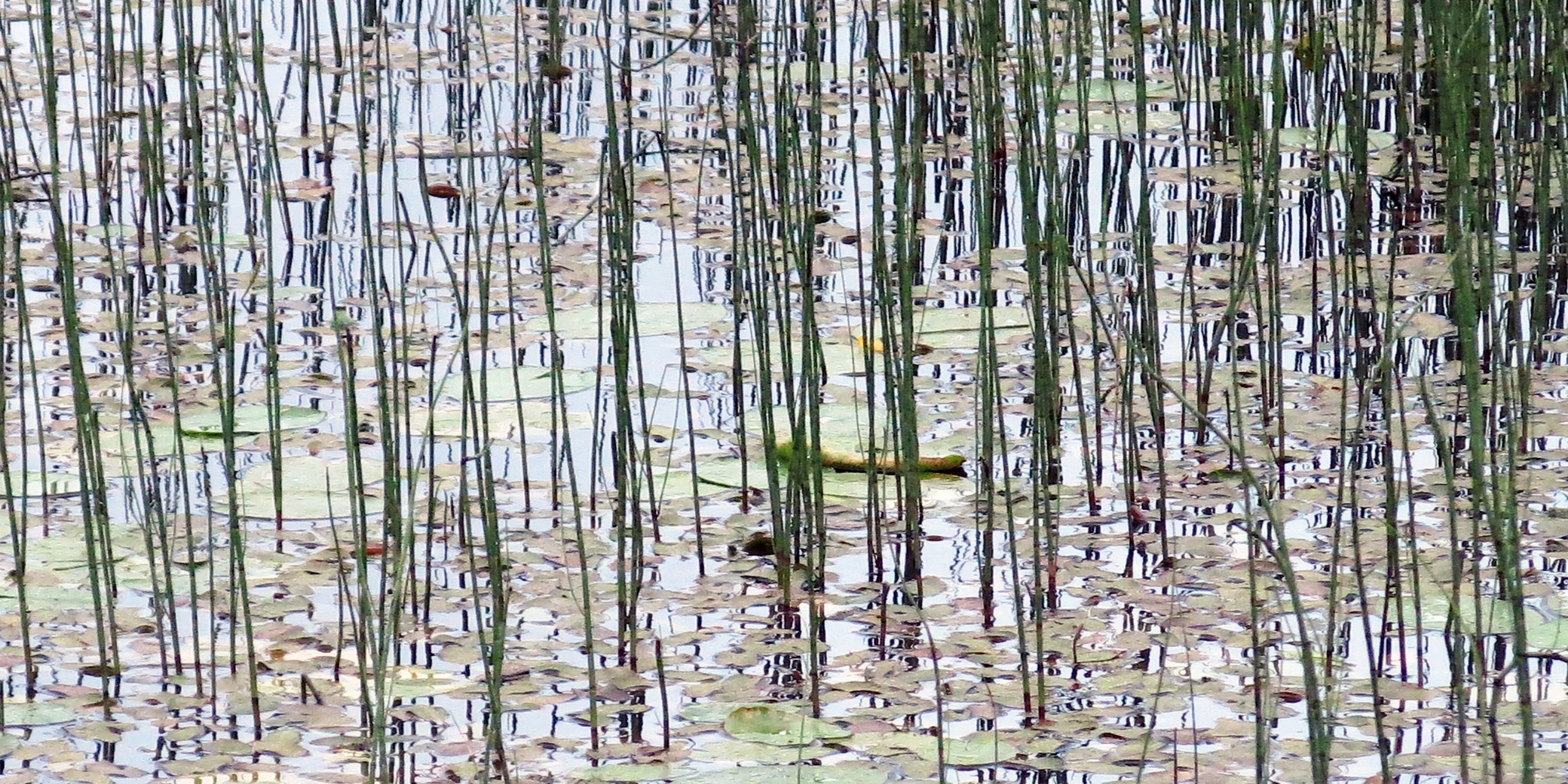 Photo by AnnaStrom ©2022.