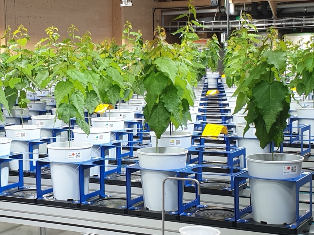 Traditional and genetic tree breeding are part part of what scientists do on the R&D platform Bio4Energy Forest-based Feedstock. Photo by Anne Honsel.