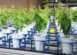 Traditional and genetic tree breeding are part part of what scientists do on the R&D platform Bio4Energy Forest-based Feedstock. Photo by Anne Honsel.