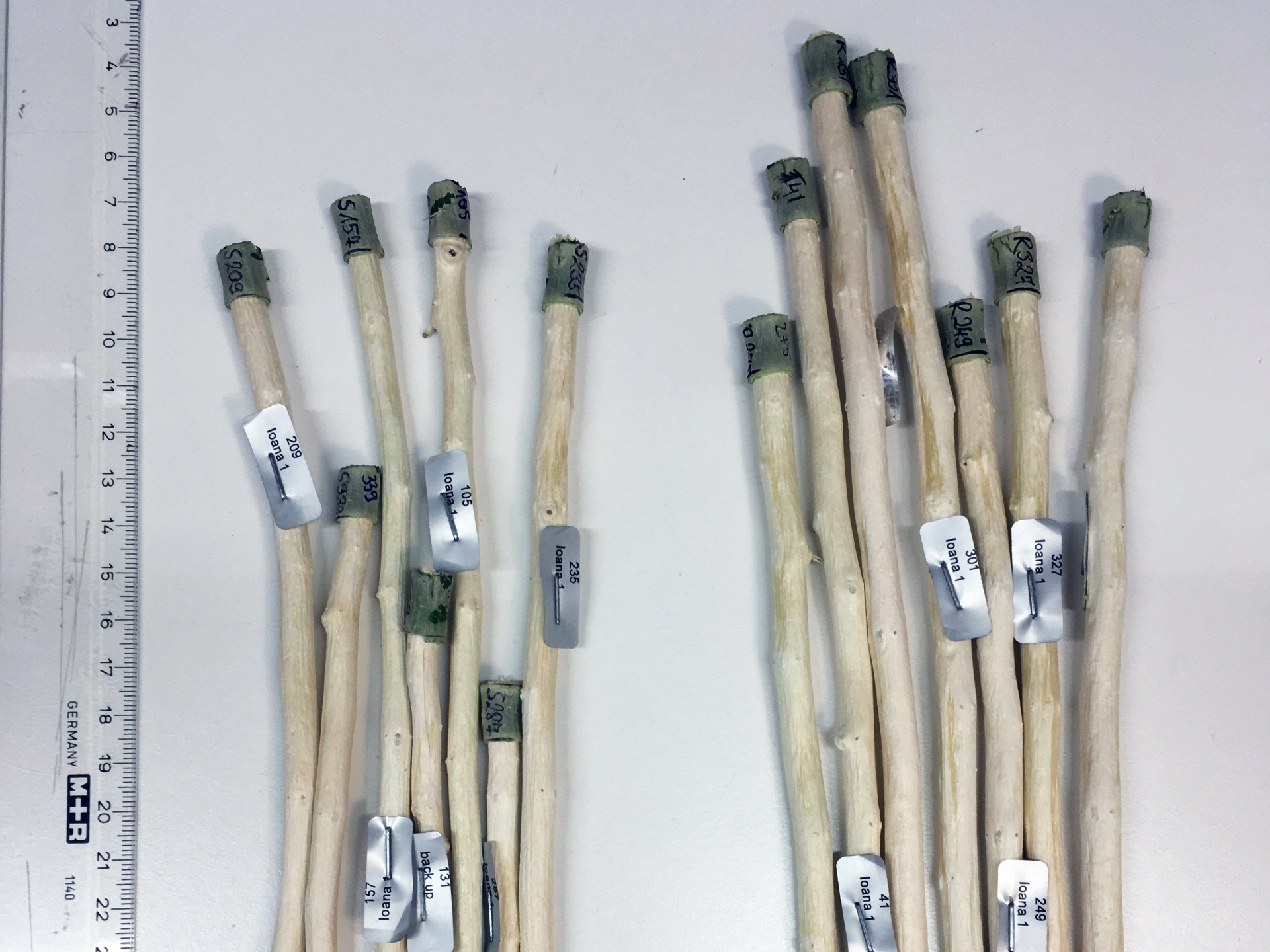 Freeze-dried wood sticks (right), versus normal ones. Photo by courtesy of Ewa Mellerowicz.