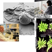 Scientist Edouard Pesquet and team have discovered a chemical "code" for the plant polymer lignin. Photos by courtesy of Edouard Pesquet and team.