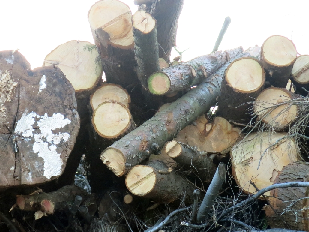 Timber logs. Photo by Anna Strom ©2022.