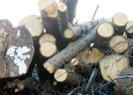 Timber logs. Photo by Anna Strom ©2022.