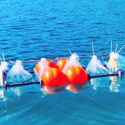 Installation of microcosms in Åkerberg pit lake, in northern Sweden. Photo by courtesy of Sarah Conrad.