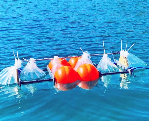 Installation of microcosms in Åkerberg pit lake, in northern Sweden. Photo by courtesy of Sarah Conrad.